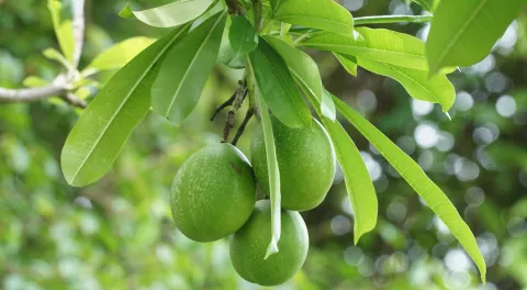 നഞ്ച്